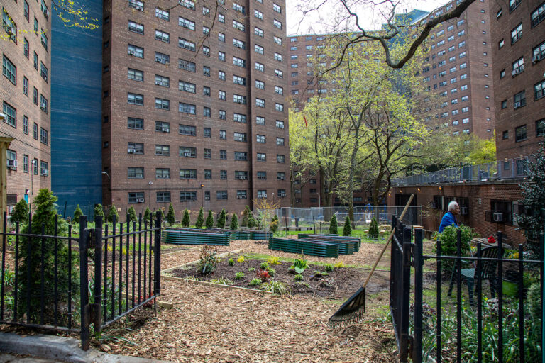 NYCHA Celebrates New Community Garden At Manhattanville Houses - NYCHA Now