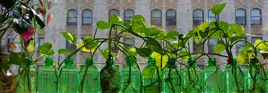 plants in bottles