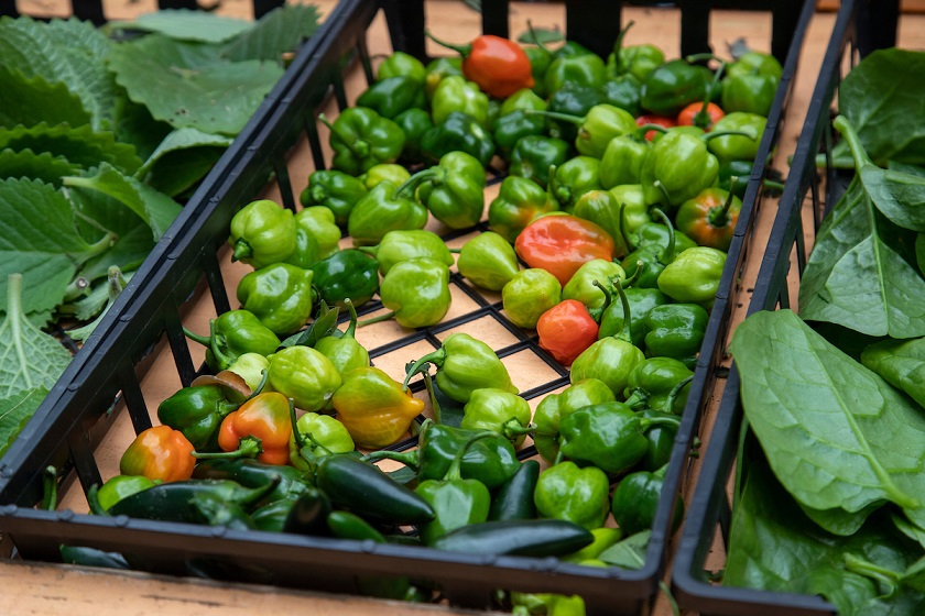 NYCHA farms produce